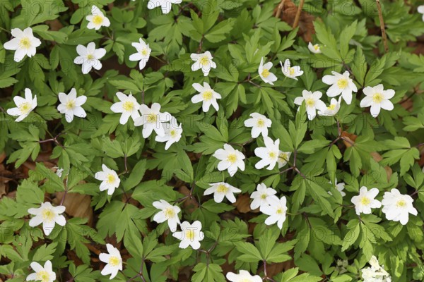 Wood anemone (Anemone nemorosa), flowers in a beech forest, spring, Wilnsdorf, North