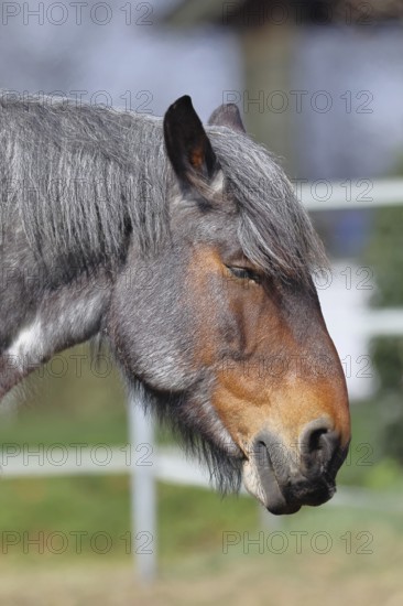 Cold-blooded horse, cold-blooded horse, domestic animals, hoofed animals, farm animals, odd-toed