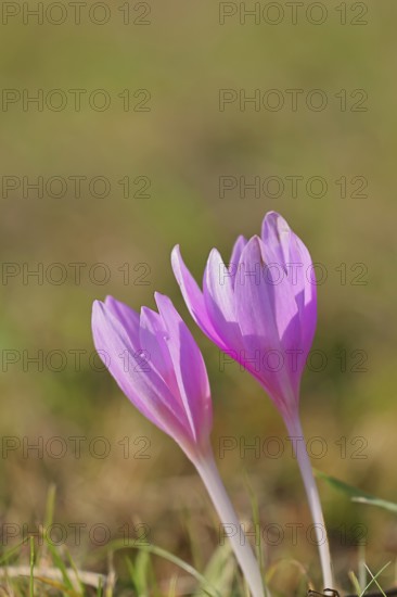 Autumn crocus (Colchicum autumnale), half-opened flowers in a meadow, endangered, protected