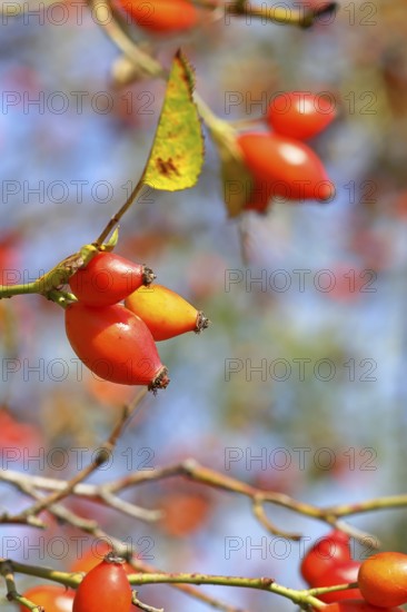 Ripe rosehip fruit of the dog rose (Rosa canina) on a branch, close-up, Wilnsdorf, North