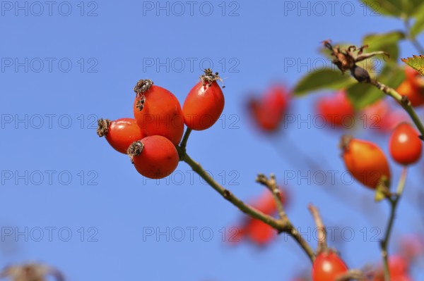 Ripe rosehip fruit of the dog rose (Rosa canina) on a branch, in front of a blue sky, Wilnsdorf,