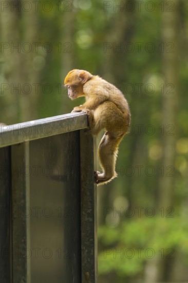 A little monkey climbs curiously on the railing in the forest, Affenberg Salem, Lake Constance