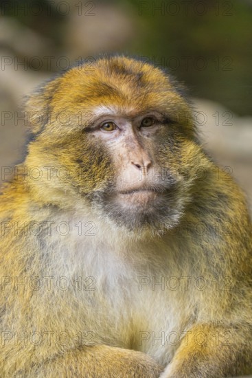 Close-up of a monkey with detailed fur structure and calm face, Affenberg Salem, Lake Constance