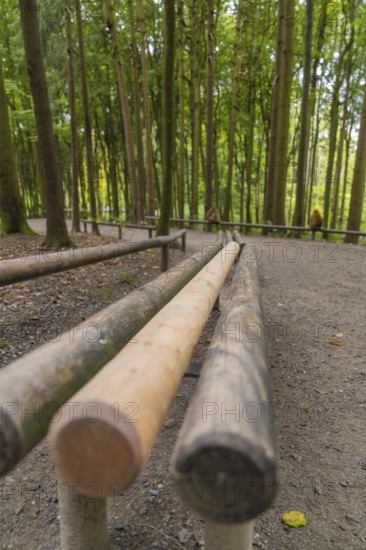 Wooden posts along a forest path, surrounded by tall trees, Affenberg Salem, Lake Constance