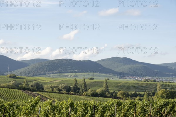 View over vineyards to the Palatinate Forest, Southern Palatinate, Palatinate,