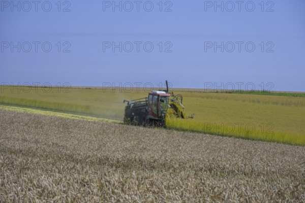 In the foreground grain field, behind it a linseed harvester, Yport, Seine-Maritime department,
