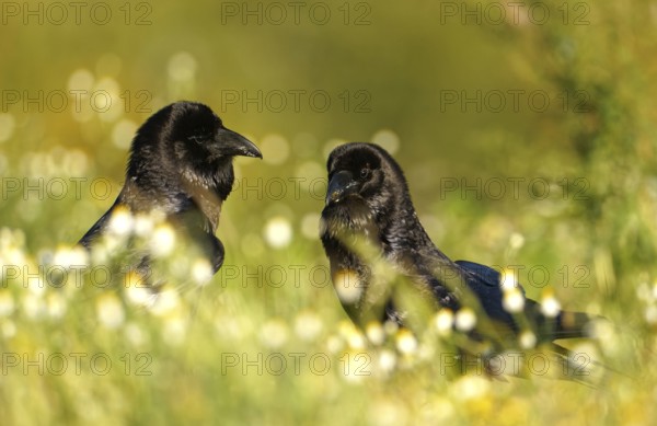 Pair of common ravens (Corvus corax), courtship display in a camomile field, Extremadura, Spain