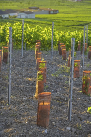 Young vine plants protected by sleeves, Verzenay, Marne, France
