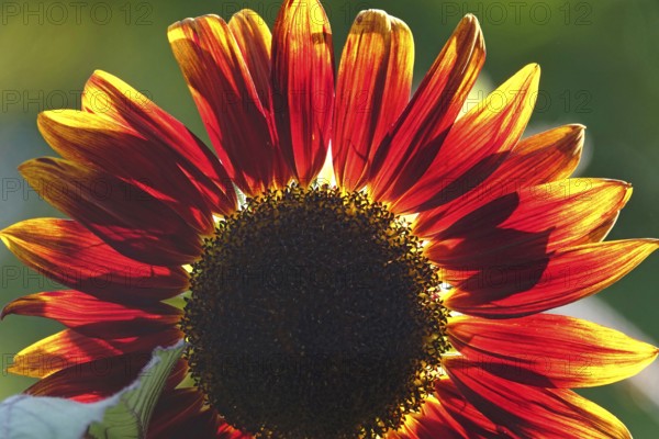 Blooming red sunflower, translucent, summer, Germany