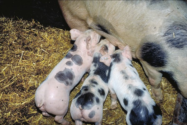 Piglets of the Pietrain breed (Sus scrofa domesticus) suckling with the mother sow, Franconia,