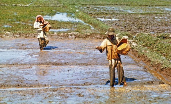 Sowing seeds, traditional labour intensive rice farming in wet paddy field, Malaya, Malaysia, south
