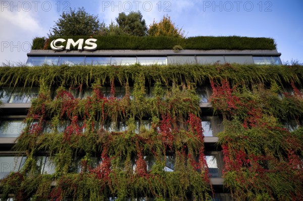 Windows are overgrown, climate-neutral façade greening on the new building, autumn colouring,