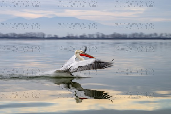 Dalmatian Pelican (Pelecanus crispus), Dalmatian Pelican, landing, long exposure, Lake Kerkini,