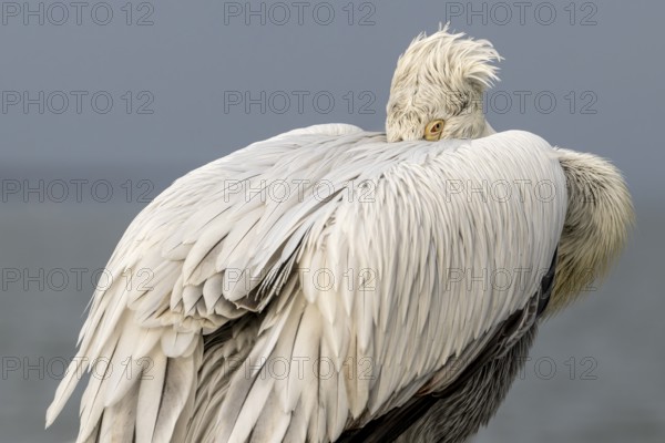 Dalmatian Pelican (Pelecanus crispus), Dalmatian Pelican, roosting, close up, in its plumage, Lake