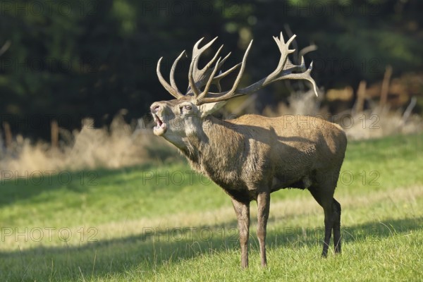 Red deer (Cervus elaphus) during the rutting season, a large stag roaring in a forest clearing,