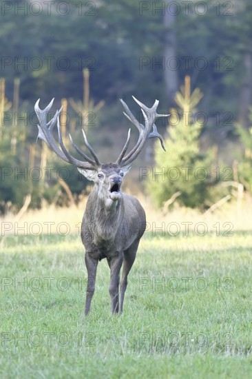 Red deer (Cervus elaphus) during the rutting season, a large stag roaring in a forest clearing,