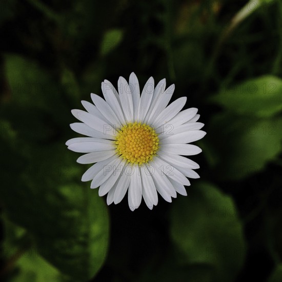 Daisy (Bellis perennis), flower on a lawn in a garden, close-up in front of a black background,