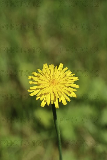 Hieracium lachenalii (Picris hieracioides), hawkweed bitterweed, yellow flower on a rough meadow,