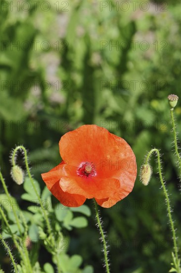 Red poppy (Papaver rhoeas), red flower in a natural garden, Wilnsdorf, North Rhine-Westphalia,