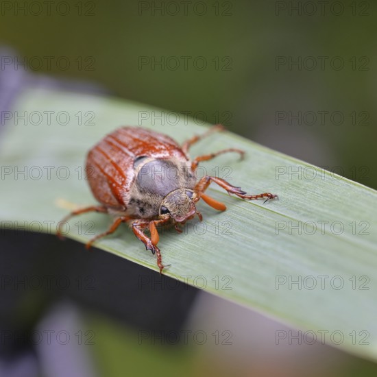 Wood cockchafer (Melolontha hippocastani), male, walking on a leaf of a broad-leaved bulrush (Typha