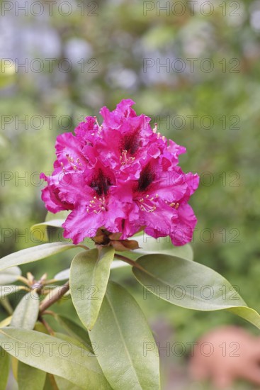 Rhododendron flowers (Rhododendron Homer), red flowers, in a garden, Wilnsdorf, North