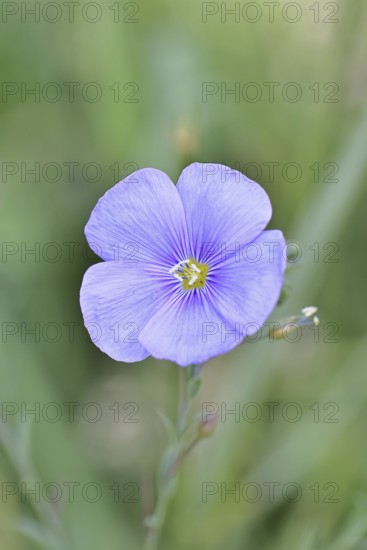 Flax (Linum usitatissimum), blue flower, medicinal plant, Wilnsdorf, North Rhine-Westphalia,