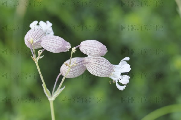Pigeon's bedstraw or common bedstraw (Silene vulgaris), flower, Wilnsdorf, North Rhine-Westphalia,