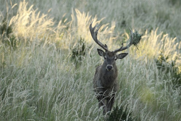 Red deer (Cervus elaphus) rutting stag in hoarfrost, with wire netting in left antler bar, moving
