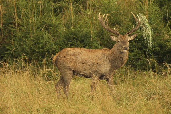 Red deer (Cervus elaphus) rutting stag with wire in left antler bar, secured in tall grass in the