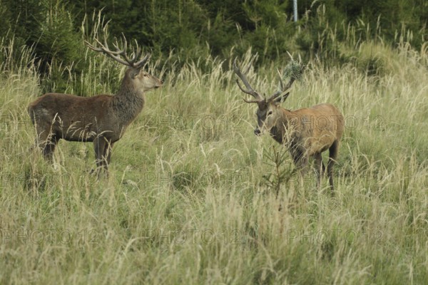 Red deer (Cervus elaphus) rutting deer in tall grass, the right one with wire mesh in left antler