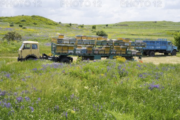 A lorry with a trailer full of beehives stands on a flowering meadow in hilly surroundings,