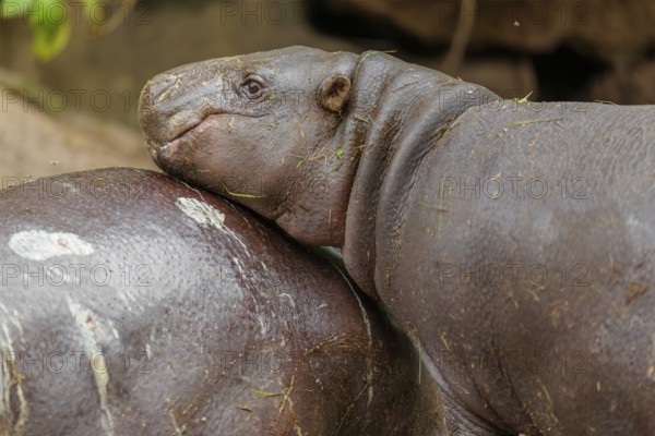 A female pygmy hippopotamus (Choeropsis liberiensis) stands next to its mother. Liberia, West