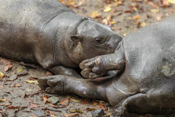 A female pygmy hippopotamus (Choeropsis liberiensis) nurses its calf. Liberia, West-Afrika