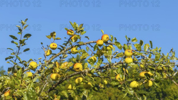 Branch with ripe apples. Orchard in autumn near Jesingen. Kirchheim unter Teck, Baden-Württemberg,