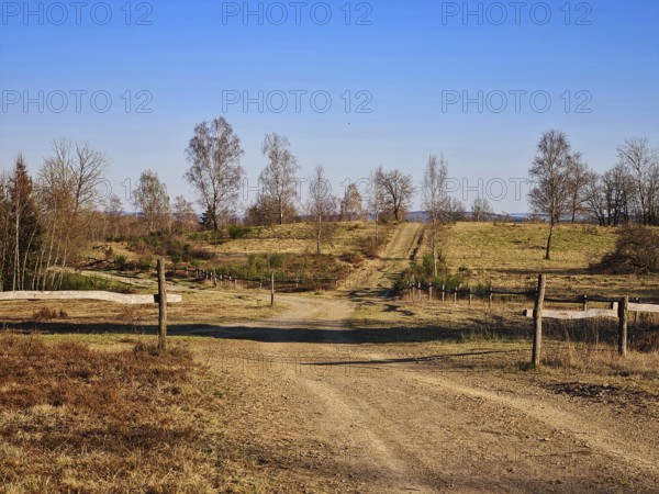 Dry field path with trees on the sides under a clear blue sky. NSG heaths and rough grassland near