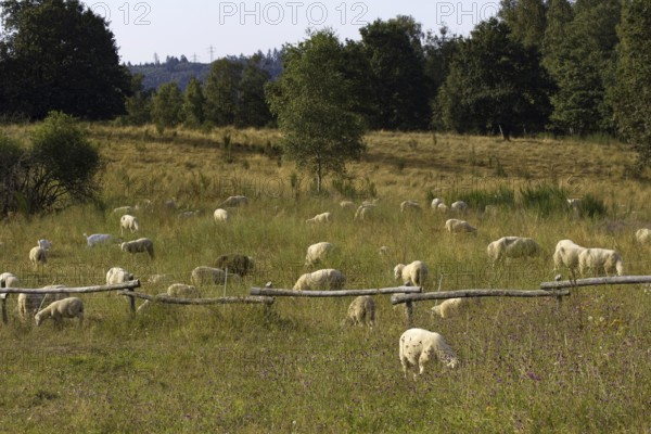 Several sheep (Ovis) graze peacefully on a large meadow with trees. Heaths and rough grassland