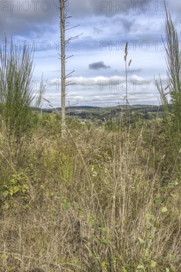 Tall grasses with a view of a hill under a cloudy sky. NSG heaths and rough grassland near