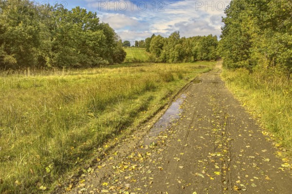Field path with puddles along a green meadow with trees. NSG heaths and rough grassland near