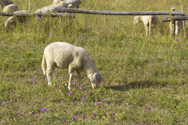A single sheep (Ovis) eats grass on a colourful meadow with flowers. Heaths and rough grassland