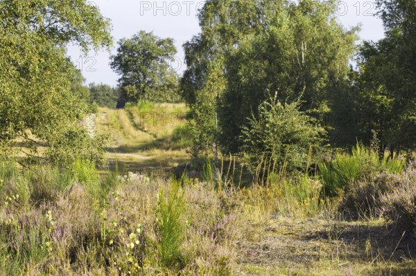 A rural path surrounded by bushes and trees on a sunny day. Heaths and rough grassland nature