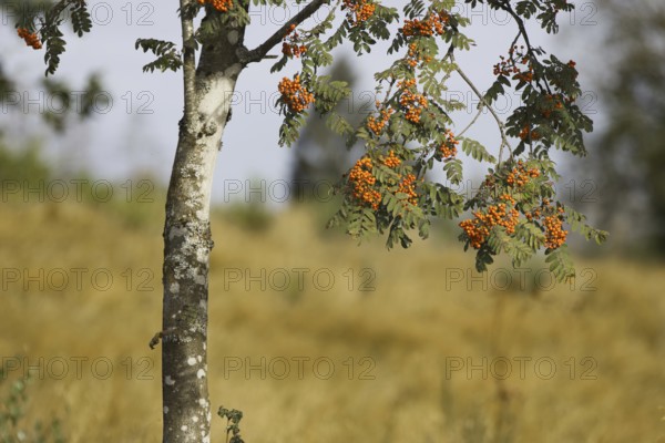 A branch with rowan berries hangs from a tree in front of a golden meadow. Heaths and rough