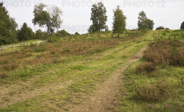 A dusty path winds its way through a heath with brown flowers and scattered trees. Heath and rough
