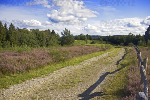A dirt track leads through a purple flowering heath landscape with trees and a blue sky. Heath and