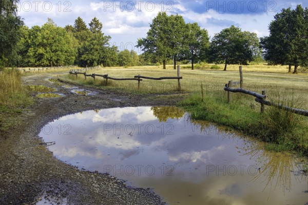 Path with puddles reflecting the sky, lined with trees and a wooden fence. Clouds in the sky.