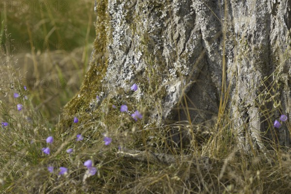 Close-up of the tree trunk with purple flowers and grass in the foreground. NSG heaths and rough