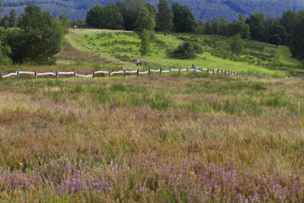 Green hills and meadows with purple heather flowers, along a fenced landscape. Heaths and rough