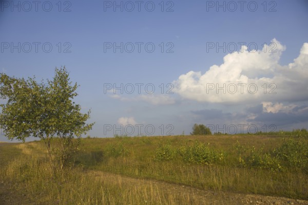 Field path through a grassy landscape with a solitary tree and a blue sky with white clouds. Heaths