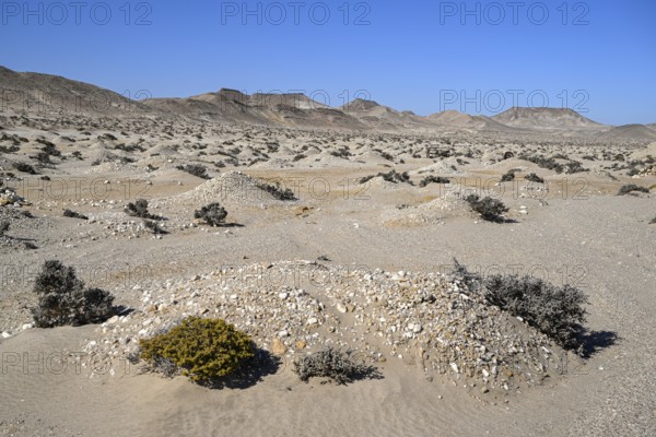 Diamond mining mound in the desert sand at the beginning of the 20th century, Pomona, restricted
