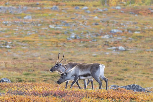 Reindeer herd at Abisko National Park in the colourful autumn of Lapland below Lapporten,