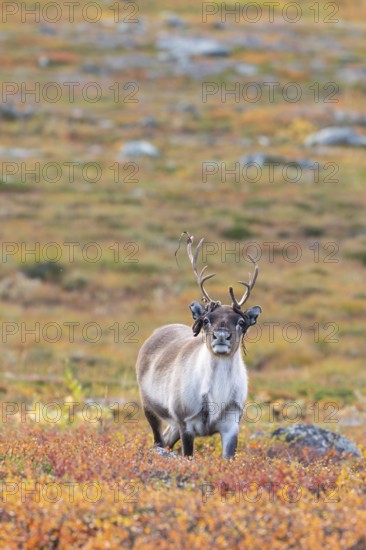 Bast hangs, reindeer at Abisko National Park in the colourful autumn of Lapland below Lapporten,